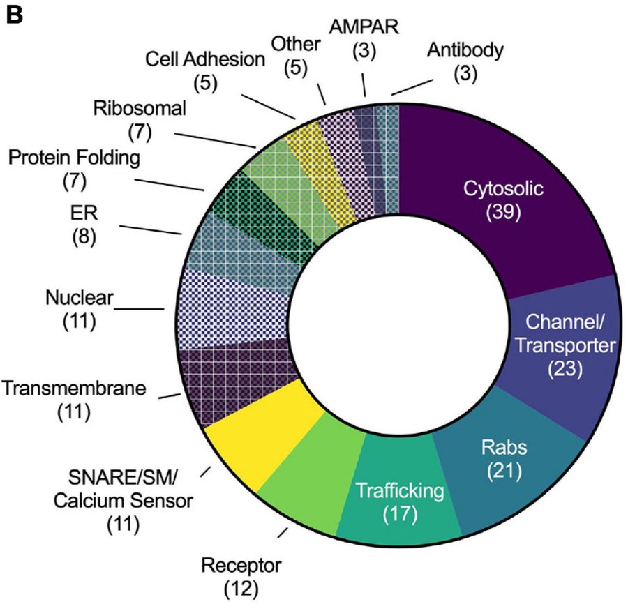 Molecular Characterization of AMPA-Receptor-Containing Vesicles