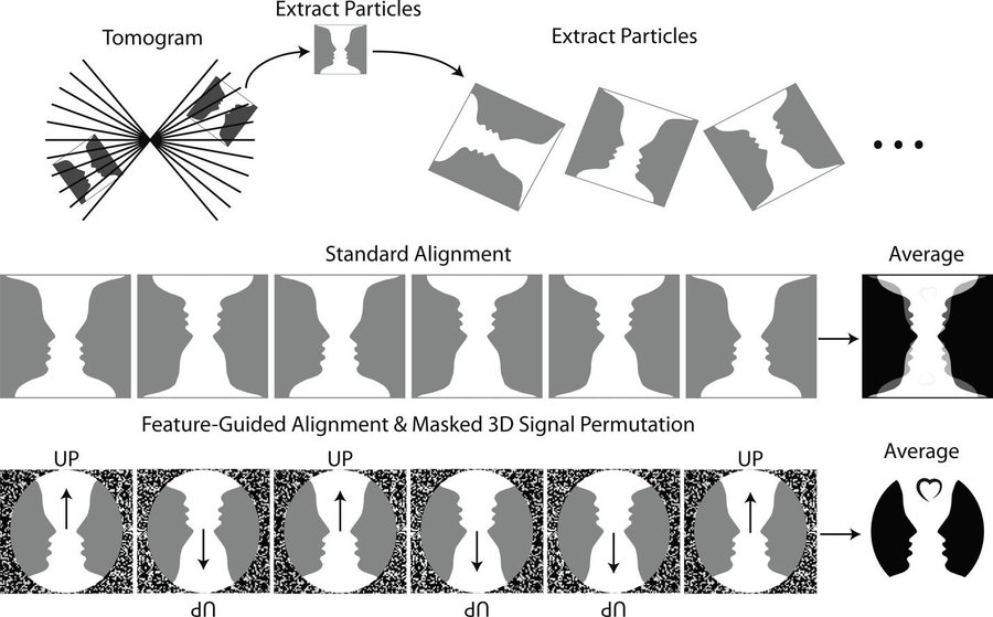A feature-guided, focused 3D signal permutation method for subtomogram averaging