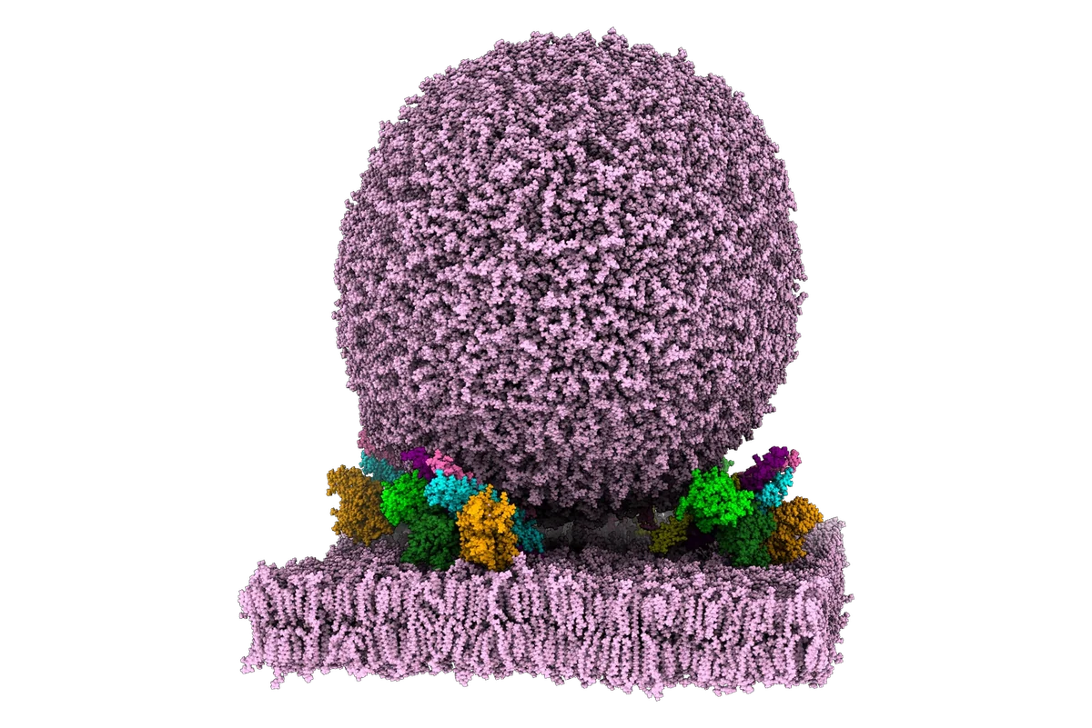 Molecular mechanisms of memory formation